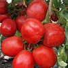 томат сибирские огни (2).jpg